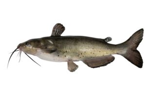 Bagre: pez de río