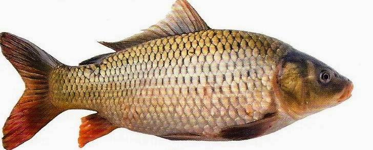 Carpa: pez de rio